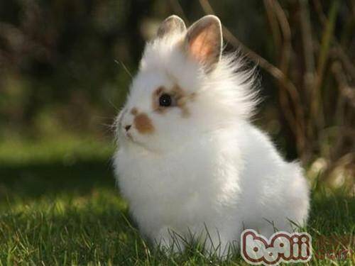 你的兔子爱晒太阳吗？