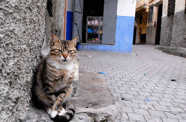 怎么训练猫不吃猫砂