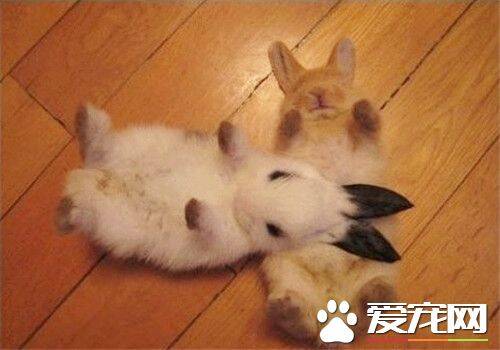兔子可以吃白萝卜吗 牧草对于兔子的意义