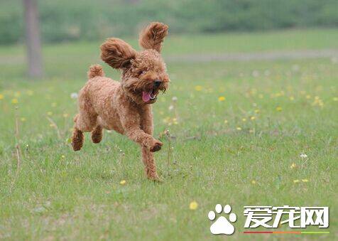 两个月的泰迪狗可以吃什么 其饮食介绍