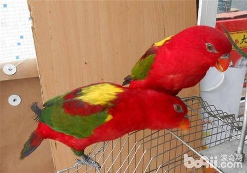 喋喋吸蜜鹦鹉的饲养环境