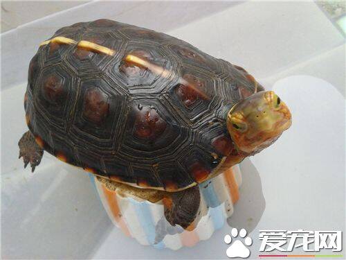 黄缘龟寿命 寿命一般为40年到60年不等