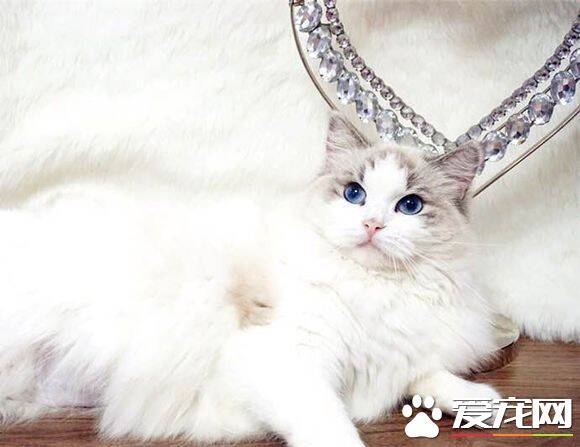 布偶猫眼睛小怎么回事 布偶猫眼睛小的原因原来是这样