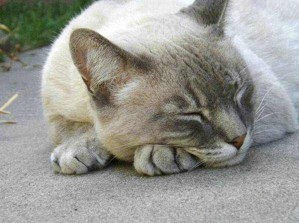 四个月猫咪多重