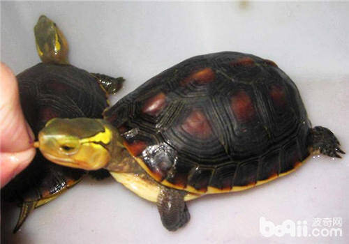 黄缘闭壳龟冬眠方法与注意事项