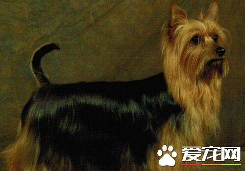 丝毛梗算斗犬吗 丝毛梗属于玩赏犬不是斗犬