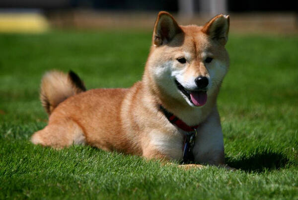 柴犬是秋田犬吗