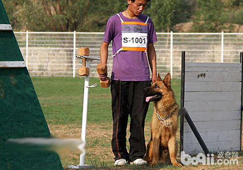 如何训练德牧坐、卧等基本动作