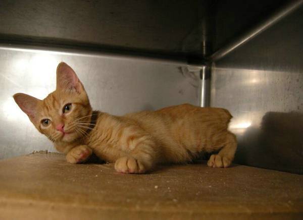 猫是怎么感染上滴虫的