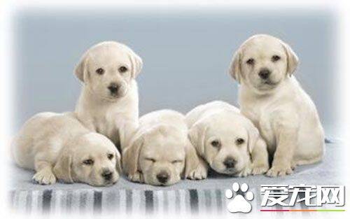 给狗狗打疫苗贵吗 一般价格都是在50-60元左右