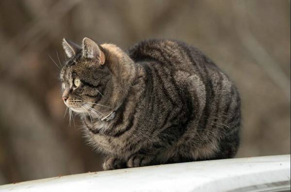 猫是否携带狂犬病毒