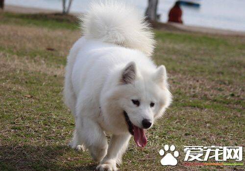 萨摩耶犬能长到多大 标准身高在53到61厘米