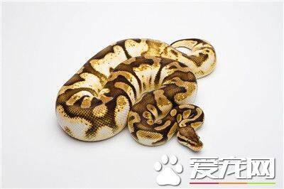 球蟒咬人吗 球蟒很温顺一般情况不咬人的