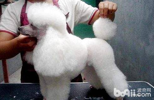 贵宾犬怎么修剪会比较好看？