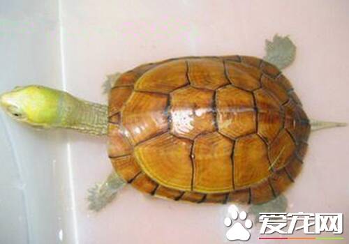 黄喉拟水龟红脖子病 预防疾病的要素