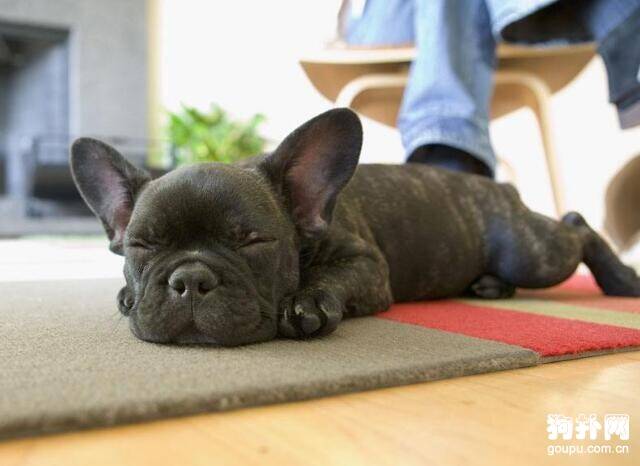 如何训练小狗不在地毯上大小便