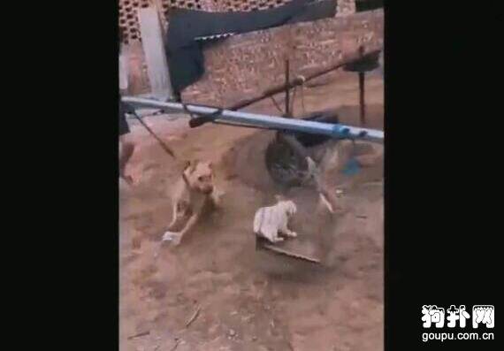 原来斗狗都是这样训练出来的，不算虐狗吗？