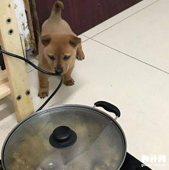 吃火锅把流浪狗引来了，分了一半肉给它，心在滴血！