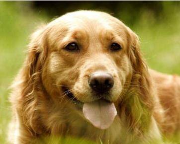 屡次冲向马拉松 金毛犬却因关节炎遗憾退场