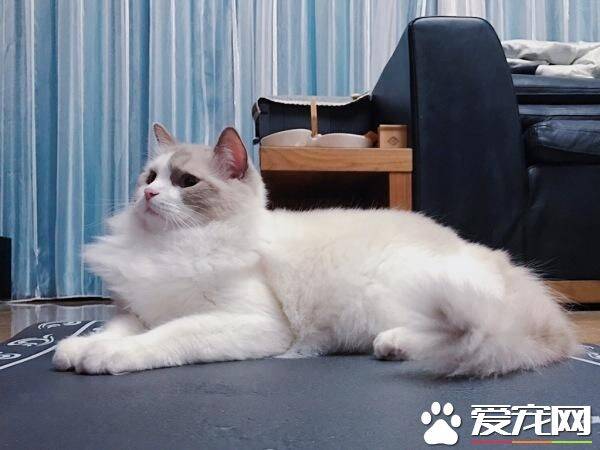 布偶猫一天睡多久 布偶猫为什么爱睡觉