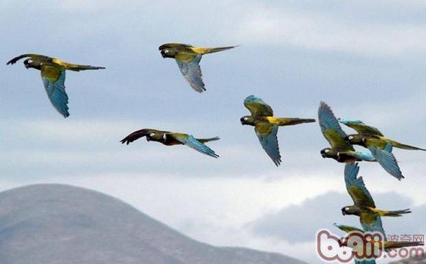 巴塔哥尼亚锥尾鹦鹉的食物要求