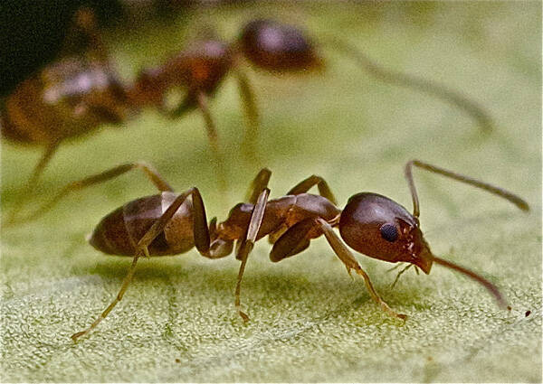 高层有蚂蚁的原因