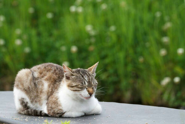 猫两岁相当于人类几岁