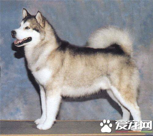 阿拉斯加雪橇犬体重 雄性的体重为38公斤