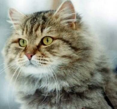 西伯利亚猫的形态特征 该猫粗壮而沉重