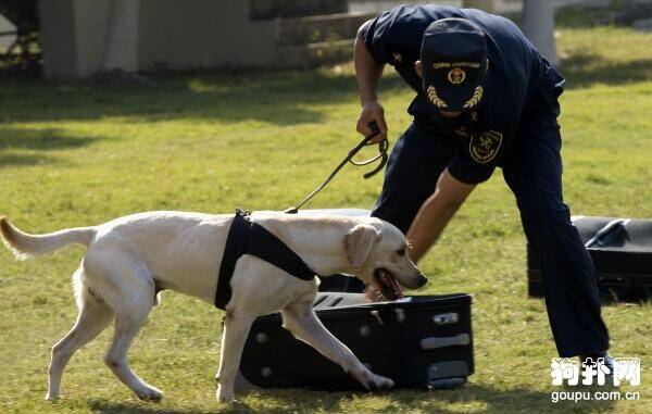 缉毒犬都有哪些品种？6个品种要了解