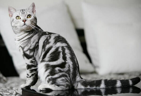 虎斑猫能长多大 美短温和适合家中饲养