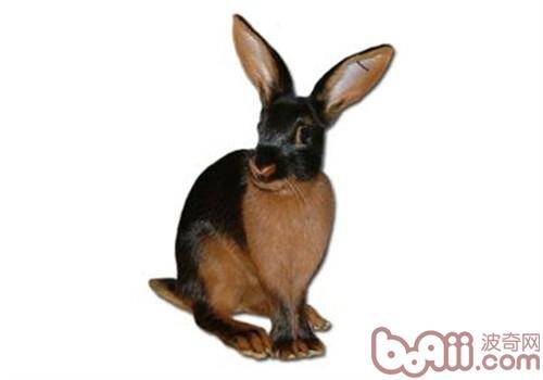 美国黄褐色家兔的外观特征