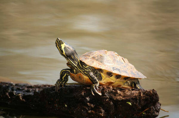 黄耳龟是深水龟吗