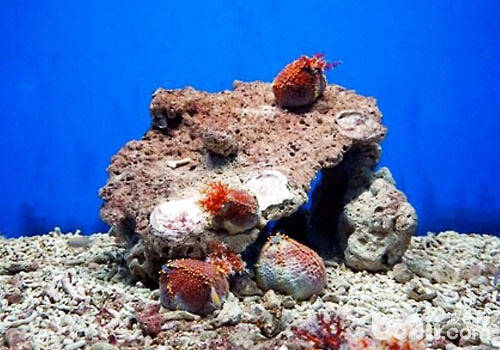 水族中珊瑚的清洗与使用方法