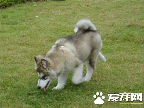 阿拉斯加雪橇犬护主 怎么训练阿拉斯加保护主人