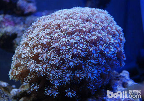 圆帽珊瑚饲养方法