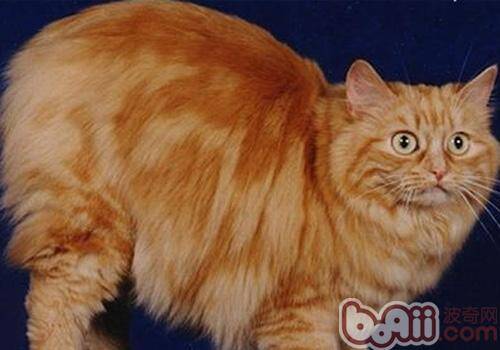 威尔士猫的形态特征