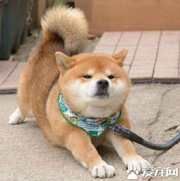 柴犬晚上怕冷吗 柴犬怕冷的表现