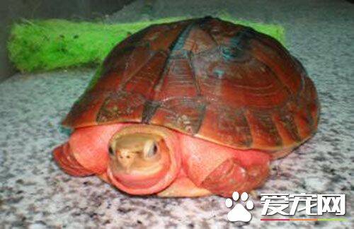 金钱龟饲料 根据金钱龟的食性提供相应的食物