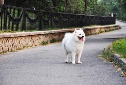 狗狗绦虫病的症状与治疗