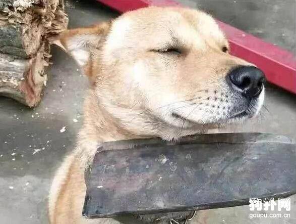 狗狗不肯认错，主人举刀威胁都不管用，好倔啊~~