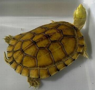 黄喉拟水龟吃什么 较偏爱动物性饲料
