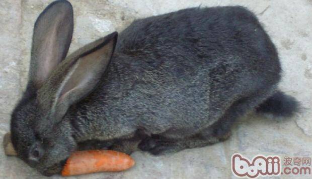 带你走出兔兔吃红萝卜的误区