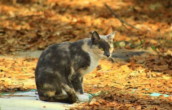 猫尾巴快速颤抖