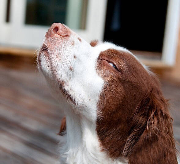 如何训练狗狗谢谢,狗狗的味觉有多迟钝