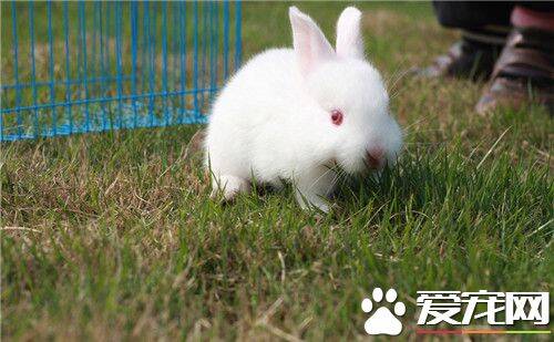 兔子可以吃什么蔬菜 兔子能吃的蔬菜