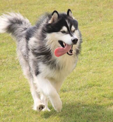 芬兰拉普猎犬的寿命 大概在11年左右