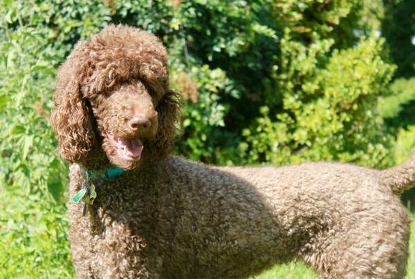 泰迪临产前有什么征兆