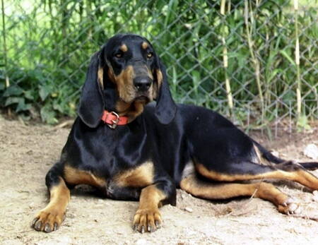 怎么训练黑褐色猎浣熊犬不叫,黑褐色猎浣熊犬