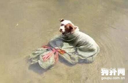 狗狗被装进麻袋丢下河，围观者众，施救的却是个小孩